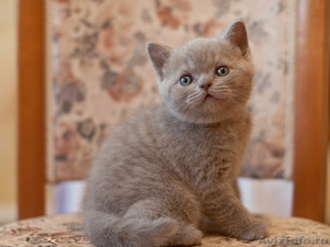 Британские котята от элитных производителей - Изображение #1, Объявление #482028