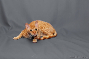 Кошки с каракулевой шубкой - Изображение #3, Объявление #459735