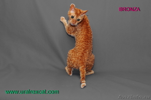 Кошки с каракулевой шубкой - Изображение #4, Объявление #459735