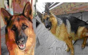 Пропала собака порода "немецкая овчарка" - Изображение #1, Объявление #470746