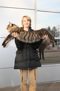 Котята самой крупной породы кошек МЕЙН-КУН! - Изображение #1, Объявление #495076