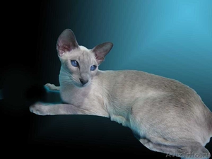 Сиамские (ориентальные) котята - Изображение #1, Объявление #485628