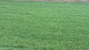 Готовый рулонный газон - Изображение #2, Объявление #488008