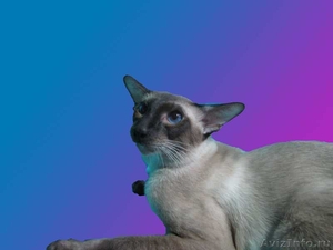 Сиамские (ориентальные) котята - Изображение #2, Объявление #485628