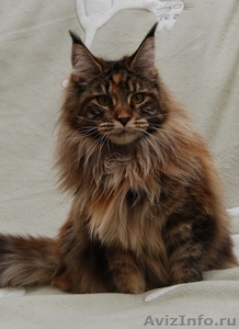 Котята самой крупной породы кошек МЕЙН-КУН! - Изображение #5, Объявление #495076