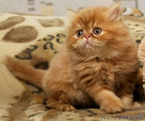 Котенок персидский - Изображение #1, Объявление #499125