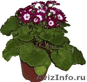 Цинерария – продажа цветов к 8 марта. Живой цветок в горшке – подарок женщине - Изображение #3, Объявление #517581