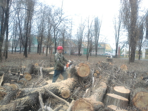 Спилить  обрезать кронировать дерево в Краснодар  - Изображение #1, Объявление #457200