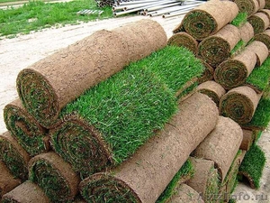 Готовый рулонный газон - Изображение #4, Объявление #488008
