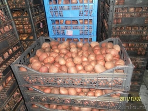 Продаю семенной картофель высоких репродукций - Изображение #1, Объявление #556026