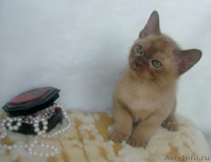 Бурманские котята  - Изображение #1, Объявление #530329