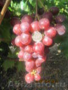 привитые саженцы столовых сортов винограда - Изображение #1, Объявление #538117
