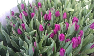 Тюльпаны к 8 марта (опт/розница) - Изображение #4, Объявление #553520