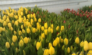 Тюльпаны к 8 марта (опт/розница) - Изображение #5, Объявление #553520