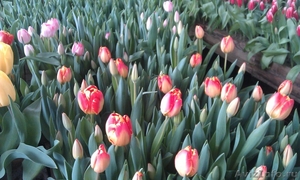 Тюльпаны к 8 марта (опт/розница) - Изображение #6, Объявление #553520