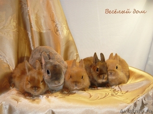 Кролики - Цветные карлики - Изображение #1, Объявление #536414