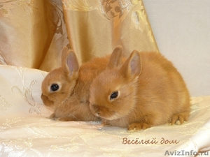 Кролики - Цветные карлики - Изображение #2, Объявление #536414