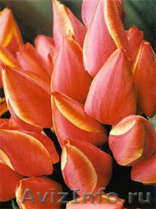 Голландские тюльпаны  - Изображение #1, Объявление #545003