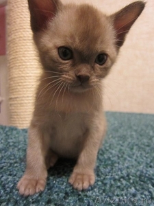 Бурманские котята c шелковистой шубкой - Изображение #2, Объявление #549354
