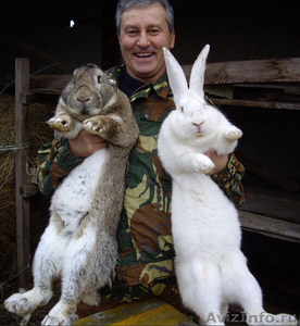 Продаю на племя кроликов порода Бельгийский великан Фландр - Изображение #1, Объявление #561384