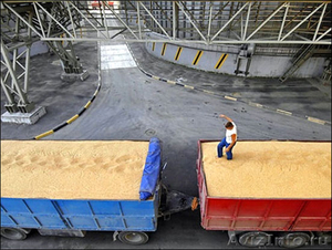 Компания закупает оптом  пшеницу  - Изображение #1, Объявление #585157