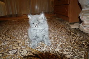 Продаются Персидские котята . - Изображение #1, Объявление #569636