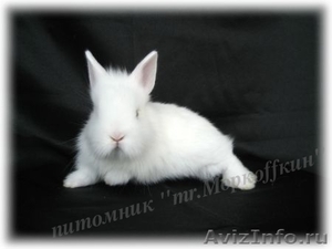 Декоративные Кролики, Карликовые Кролики - Изображение #5, Объявление #437395