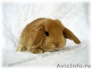 Декоративные Кролики, Карликовые Кролики - Изображение #2, Объявление #437395