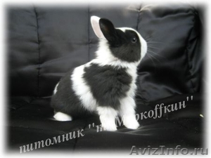 Декоративные Кролики, Карликовые Кролики - Изображение #4, Объявление #437395