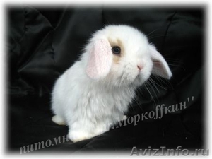 Декоративные Кролики, Карликовые Кролики - Изображение #1, Объявление #437395