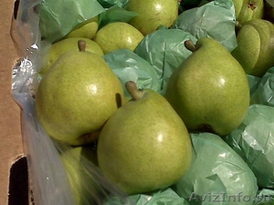 Предлагаем  яблоки, груши из Аргентины  - Изображение #3, Объявление #630595