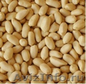 Прямые поставки  арахиса  из  Аргентины - Изображение #2, Объявление #630624