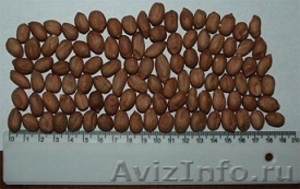 Прямые поставки  арахиса  из  Аргентины - Изображение #1, Объявление #630624