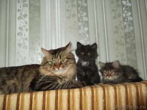 Сибирские котята от титуованных родителей - Изображение #1, Объявление #640593