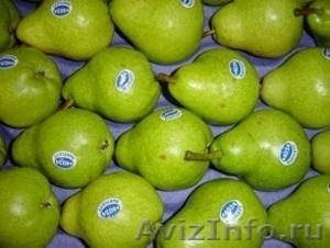 Предлагаем  яблоки, груши из Аргентины  - Изображение #6, Объявление #630595