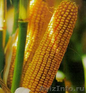 Реализуем семенной материал. Кукуруза, подсолнечник, нут, травы - Изображение #1, Объявление #656400