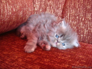 Продаются персидские и экзотические котята - Изображение #1, Объявление #645425