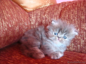Продаются персидские и экзотические котята - Изображение #2, Объявление #645425