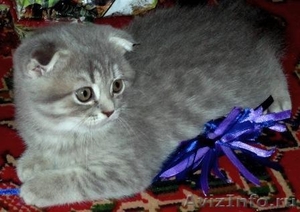 Питомник Home Bastet продажа котят 2 мес - Изображение #1, Объявление #650930