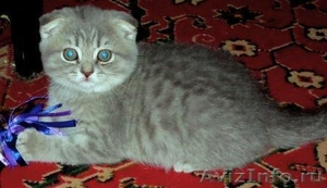Питомник Home Bastet продажа котят 2 мес - Изображение #2, Объявление #650930