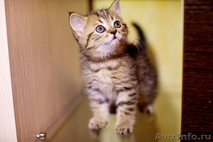 Продается Британский котенок! - Изображение #1, Объявление #699323