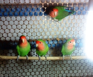 Продам оптом и в розницу попугаев неразлучников(розовощекие) - Изображение #1, Объявление #729151