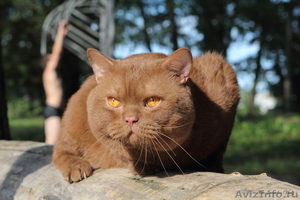 Элитные британские котята, носители гена цинннамон - Изображение #1, Объявление #737797