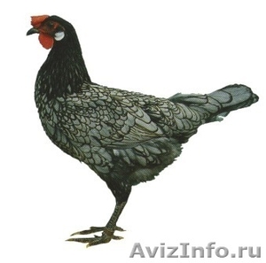 Андалузские цыплята - Изображение #2, Объявление #764540