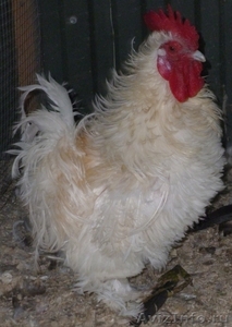 Карликовые курчавые цыплята - Изображение #1, Объявление #764532