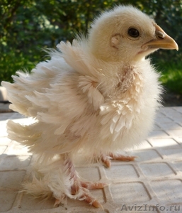 Карликовые курчавые цыплята - Изображение #2, Объявление #764532