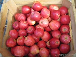 Продажа яблок оптом - Изображение #1, Объявление #867868