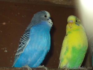 Перепела, попугаи волнистые и неразлучники - Изображение #2, Объявление #851805