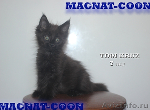 Котята Гиганты породы Мейн Кун - Изображение #3, Объявление #921390