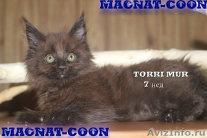 Котята Гиганты породы Мейн Кун - Изображение #2, Объявление #921390